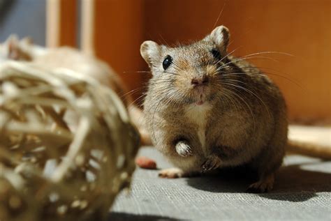 How to Take Care of Your Gerbils: Diet, Cages, and Handling - PetHelpful