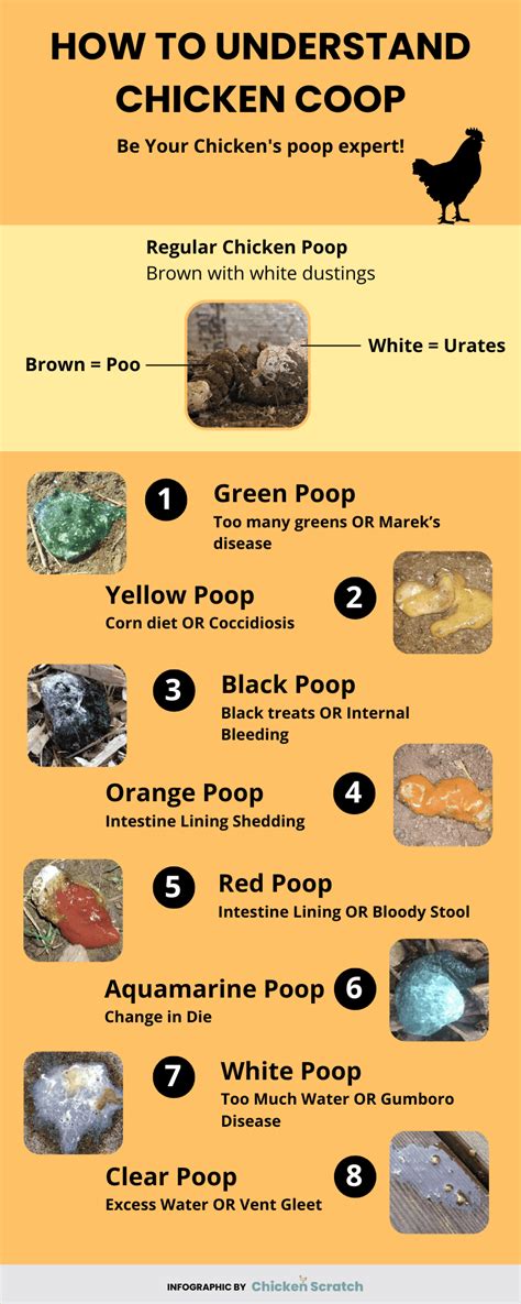 Chicken Poop Guide: What's Normal and What's Not?