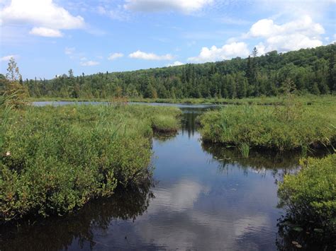 Which Statement Explains One Difference Between Marshes and Bogs