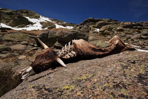 Dead animal carcass stock image. Image of cattle, decomposition - 25040285