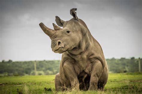 The Last Northern White Rhino on the Savannah | Animals beautiful ...