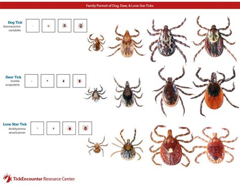 Types Of Ticks