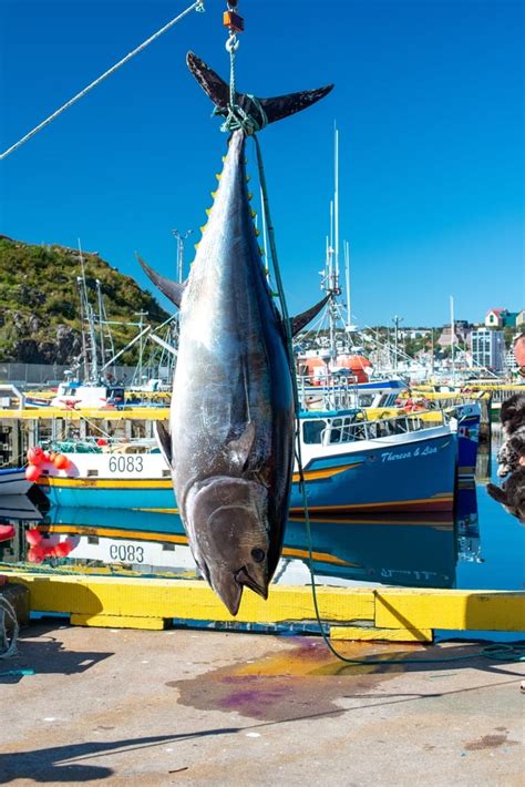 Giant Bluefin Tuna