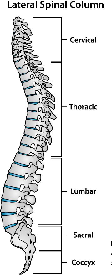 Figure 4 from Computed Tomography of Thoracolumbar Spine Trauma ...