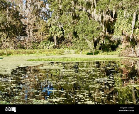 Alachua Sink, where water from the area pours down into the aquifer to ...