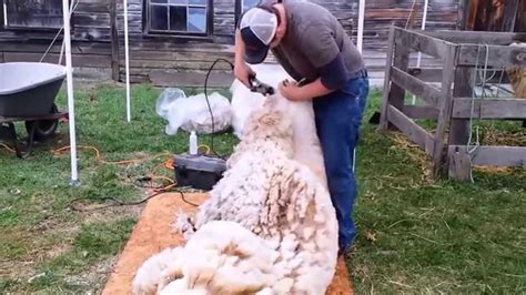 Sheep Shearing Demonstration - YouTube