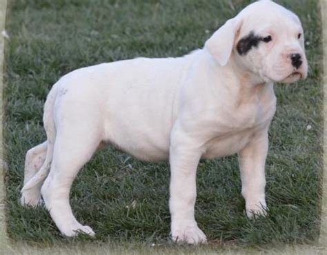 Dogo Argentino Puppy for Sale - Adoption, Rescue for Sale in Longmont ...