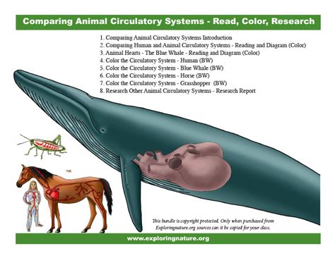 Blue Whale Heart Diagram