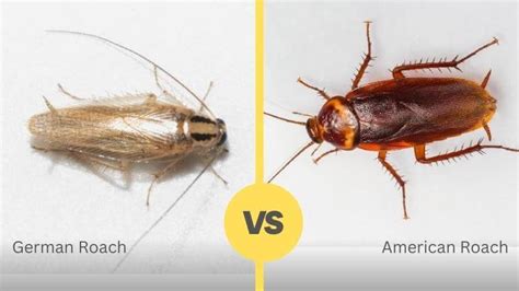 American vs German Cockroach With Image- Comparison TABLE