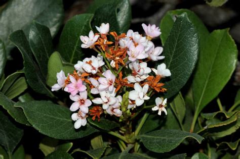 Bay Laurel Hedge » Top Growing Tips