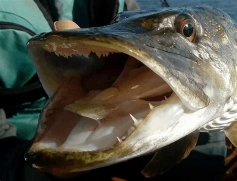 Northern Pike Teeth (With Facts and Pictures) – Strike and Catch