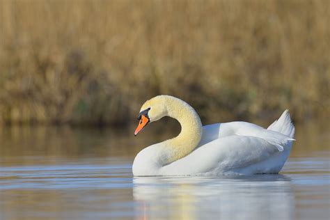 Swan Species List