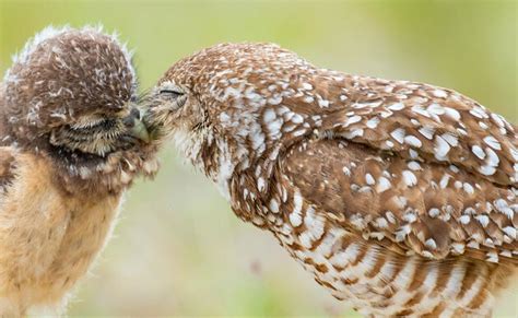 Support Bird Conservation | Audubon Rockies