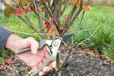 When to Prune a Burning Bush Shrub | Hunker