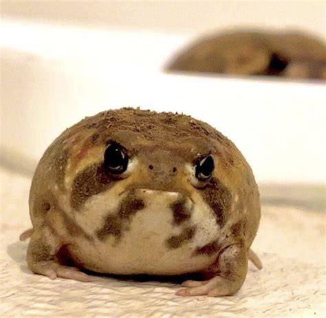 Lil grumpy potato : r/frogs