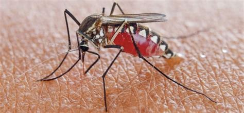 10 interesting facts about mosquitoes - Rentokil ID