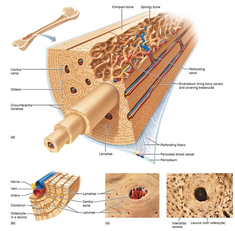 Illustration of compact bone showing the relationship between ...