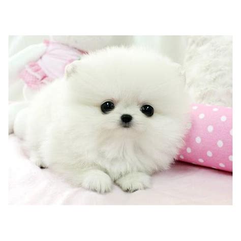 Cute Puppy Dogs: White Pomeranian Puppies