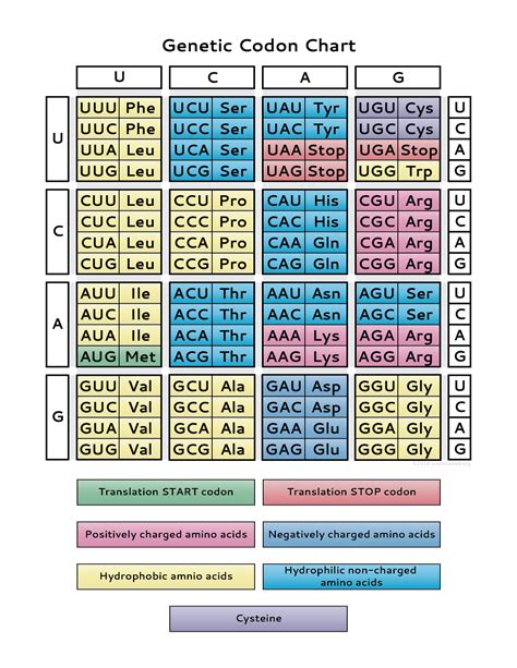 Learn how the genetic code is used to translate mRNA into proteins and ...