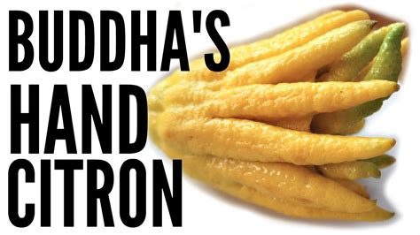 BUDDHAS HAND Taste Test & CANDIED CITRON Recipe | Fruity Fruits - YouTube