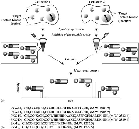 (a) Schematic outline of the protein kinase activity assay system using ...