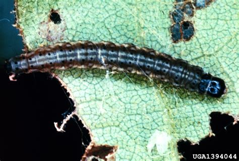 palmerworm (Dichomeris ligulella)