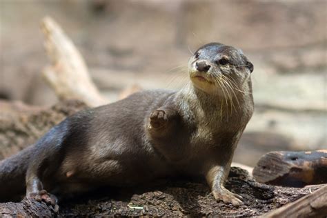 Asian small-clawed otters - The Living Planet Aquarium