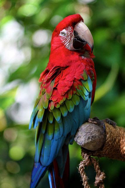 Macaw, expensived bird, need large cage, not for beginner. Very very ...