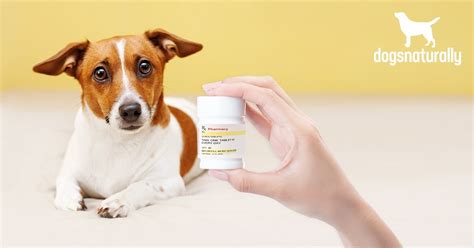 Metronidazole for Dogs: Side Effects & Alternatives | Dogs Naturally ...