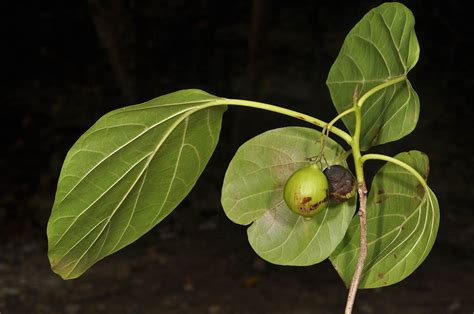 Cordia subcordata (Cordiaceae) image 121597 at PhytoImages.siu.edu