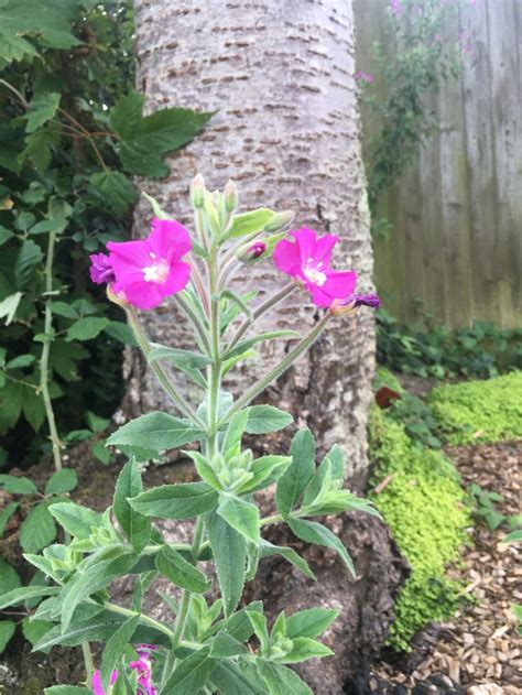 Great Willowherb in 2020 | Pink flowers, Willowherb, Wild flowers