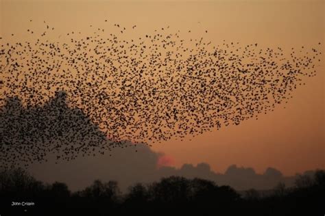 Wildlife - Avalon Marshes