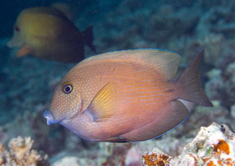 Photos of tangs and surgeonfishes, Acanthuridae