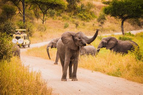 Five Things to Consider Before Planning Your SA Safari | Discover Africa