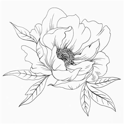 Line Drawing Peony Flowers – Warehouse of Ideas