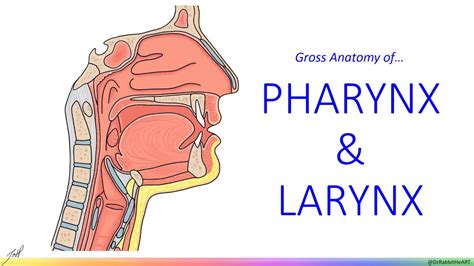 Pharynx & Larynx - Gross Anatomy - YouTube