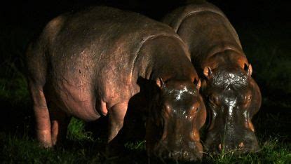 Colombia begins sterilisation of 'cocaine hippos' | The Week