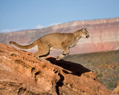 Cougar Facts | Puma | Mountain Lion | Panther