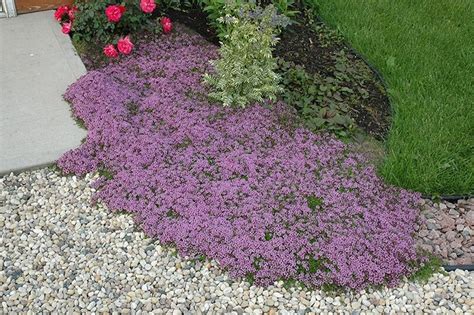 How to Grow Creeping Thyme: Complete Guide | Red creeping thyme ...