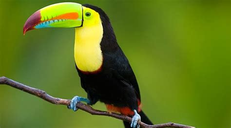 Keel-Billed Toucan ~ Bar Paly