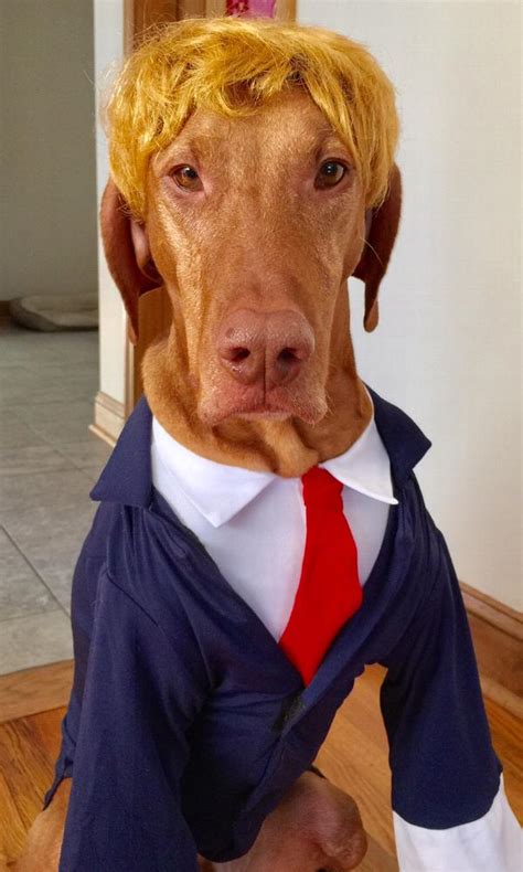 Business Suit Dog Costume - Navy | BaxterBoo