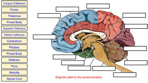 Brain Label (Remote)