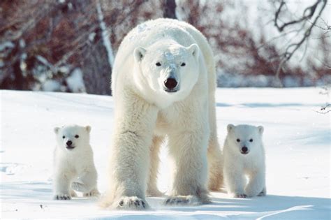 Pictures Of Baby Polar Bears