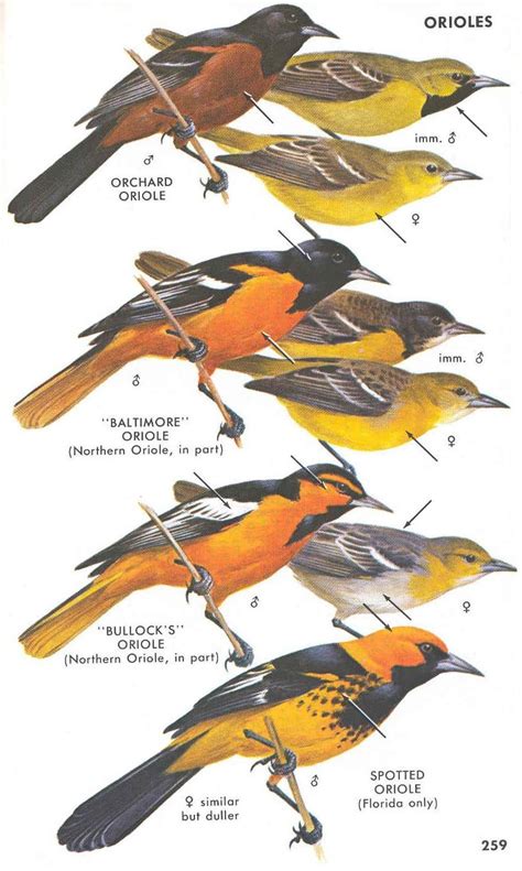 Oriole Classification | Backyard birds watching, Oriole bird, Wild ...