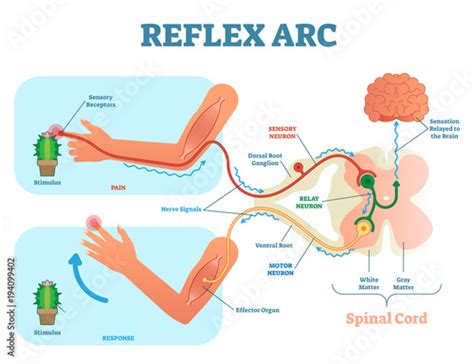 Spinal Reflex Arc anatomical scheme, vector illustration, with spinal ...