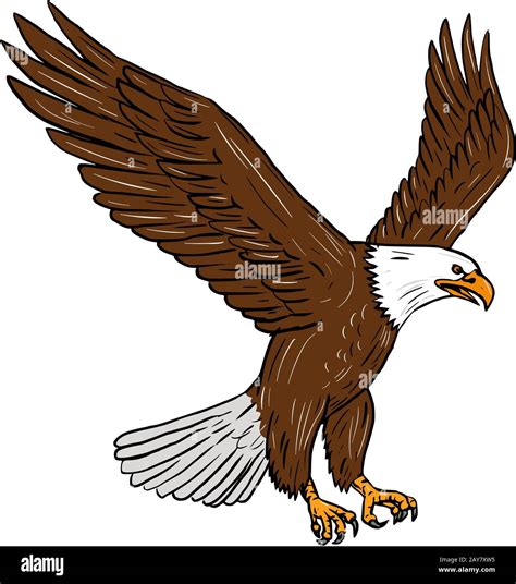 Bald Eagle Drawing