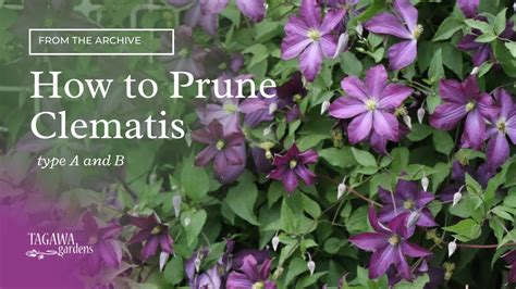 How to Prune Clematis Vines - YouTube