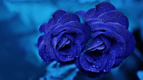 Blue Rose Wallpaper 4k Background Hd Wallpaper Background | Images and ...