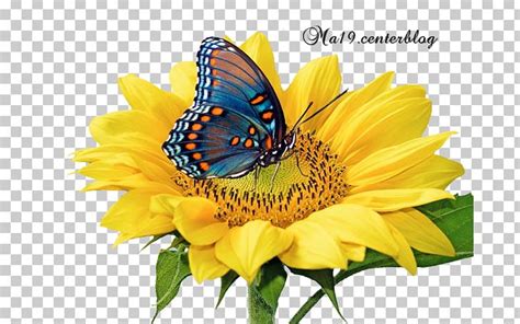 Butterfly Common Sunflower Shutterstock PNG, Clipart, Brush Footed ...