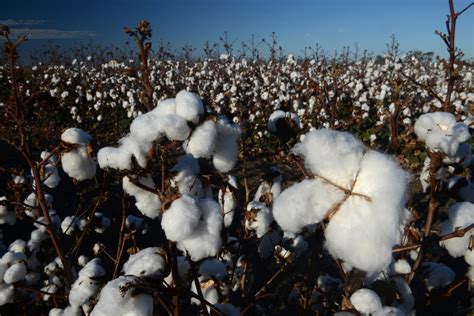 Territorians strongly opposed to Top End cotton farms: Poll